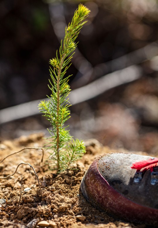 Plantering